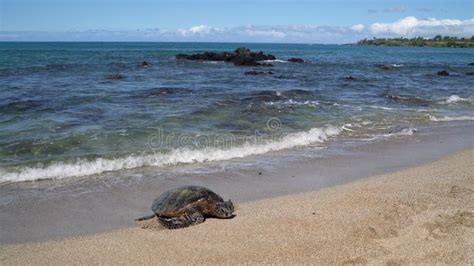 Tortuga marina saliendo del agua hacia la playa para desovar