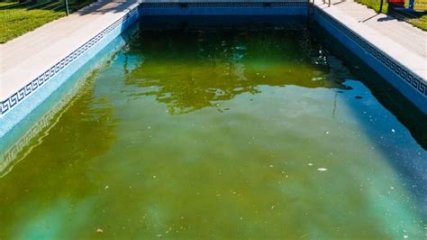 Tipos de algas de piscina: verde, negra, amarilla