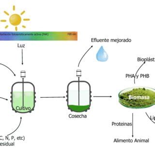 Diagrama del proceso de cultivo de microalgas en una EDAR