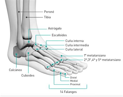 Diagrama de la anatomía del pie mostrando puntos de presión