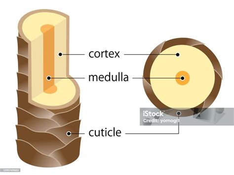 Diagrama de la estructura del cabello: cutícula, corteza y médula