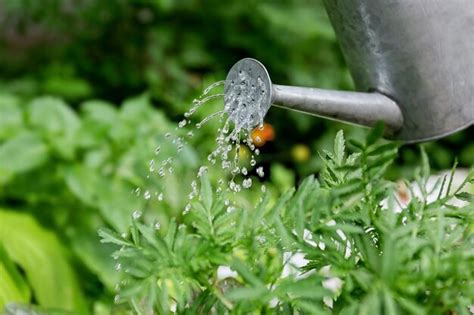 Plantas de interior siendo regadas con agua de acuario