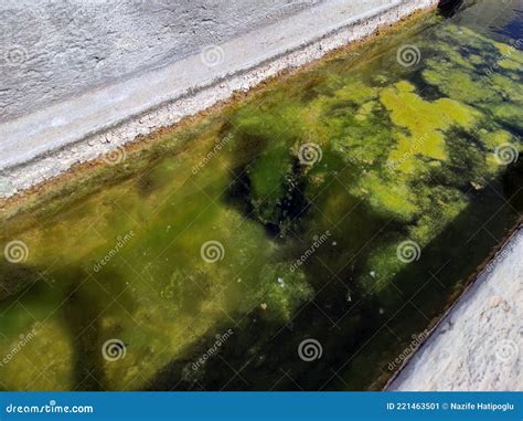 Piscina con algas verdes