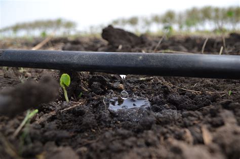 Sistema de riego por goteo en un campo agrícola