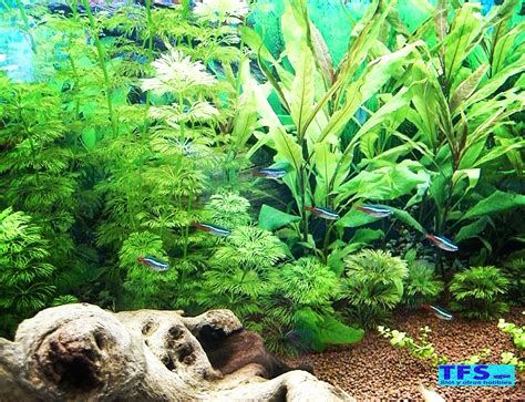 Acuario de 240 litros con plantas y peces