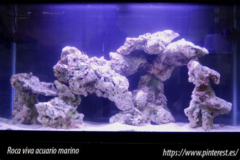 Estructura de roca viva en un acuario marino