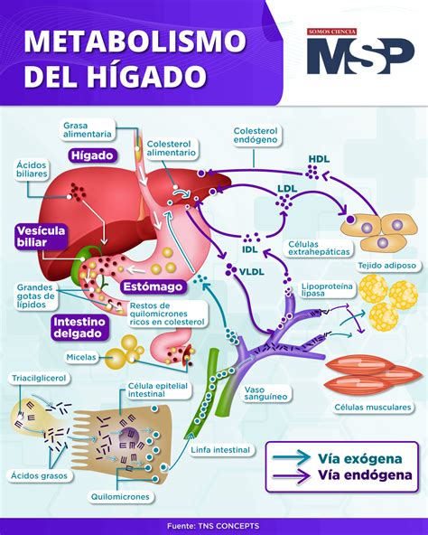 Infografía mostrando el ciclo del metabolismo de grasas en el hígado con la participación de la colina