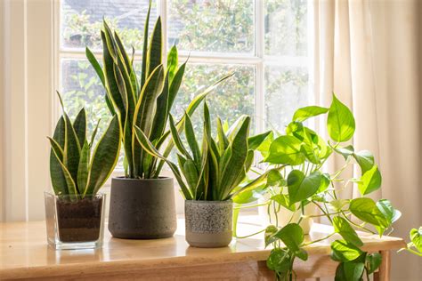 Plantas de interior purificando el aire