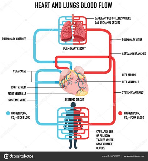Diagrama que muestra el aumento del flujo sanguíneo en el cuero cabelludo con el uso de champú de cebolla