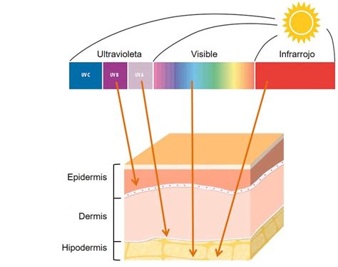 Diagrama del efecto de la luz UV-C sobre el ADN bacteriano