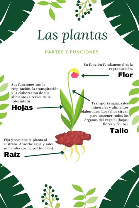 Infografía sobre las etapas de una planta depuradora