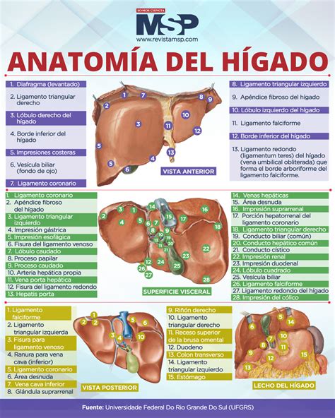 Diagrama del hígado humano mostrando su anatomía y ubicación