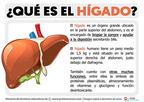 Ilustración mostrando la sangre fluyendo a través del hígado para ser filtrada