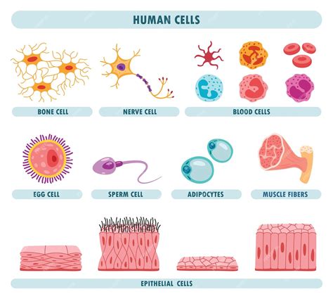 células del cuerpo