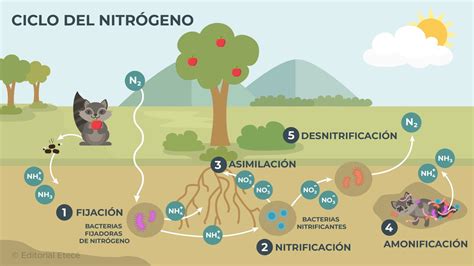 Representación esquemática del ciclo del nitrógeno en un proceso de lodos activados
