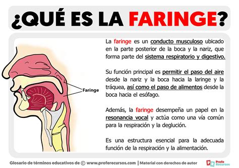 Diagrama de la anatomía de un poliqueto mostrando la faringe evaginable