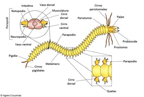 Ilustración de un gusano Nereis con su faringe evaginada