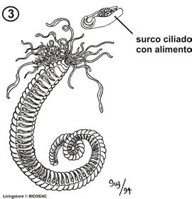 Micrografía de tentáculos de poliqueto cubiertos de moco y detritus