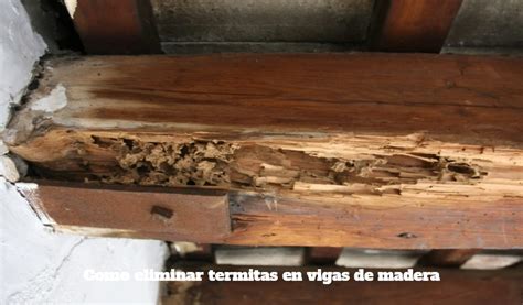 Termitas en madera