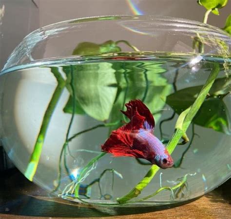 Pez betta en pecera esférica