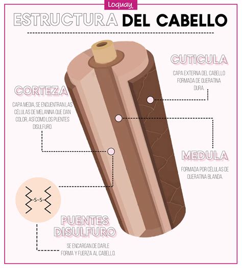 diagrama de la estructura del cabello