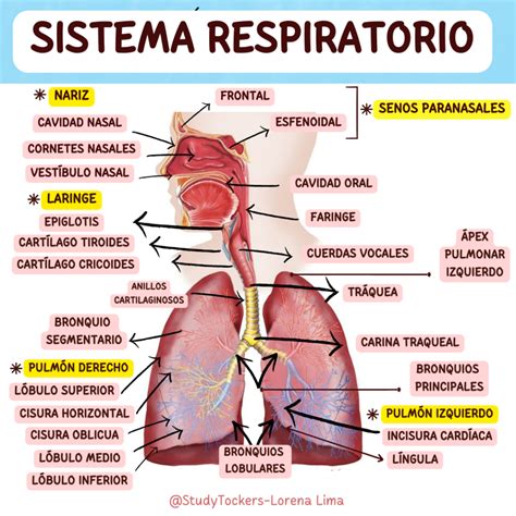 Diagrama mostrando el funcionamiento del sensor respiratorio y los ventiladores del LG PuriCare Wearable