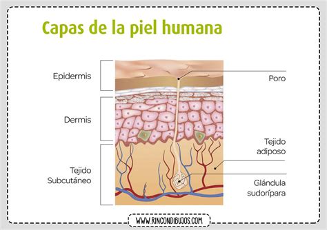 Infografía mostrando las capas de la piel y la penetración del ácido hialurónico