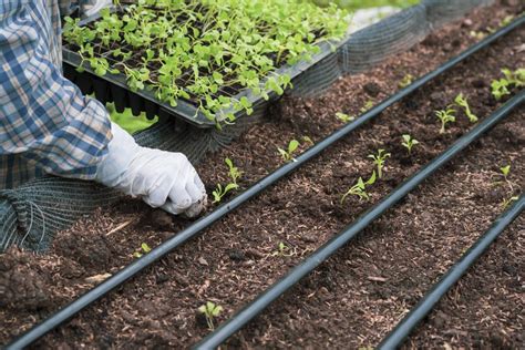 Imagen de un campo de cultivo con un sistema de riego por goteo