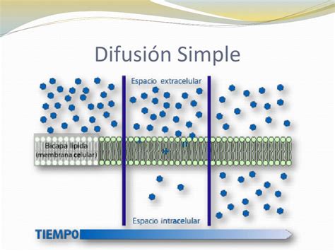 Representación de la difusión simple a través de una membrana celular