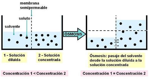 Diagrama ilustrando el proceso de ósmosis con diferentes concentraciones de soluto