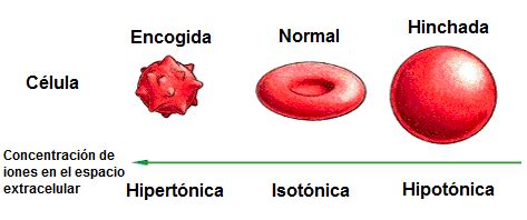 Comparación de glóbulos rojos en soluciones isotónica, hipotónica e hipertónica