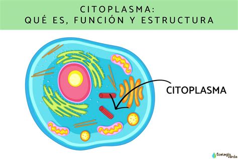 Diagrama de una célula mostrando el citoplasma y sus componentes