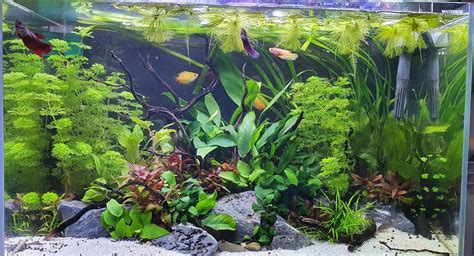 Imagen de un acuario plantado bien mantenido