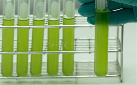 Microalgas en un tubo de ensayo