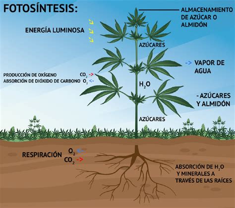 Diagrama del ciclo de fotosíntesis de las algas