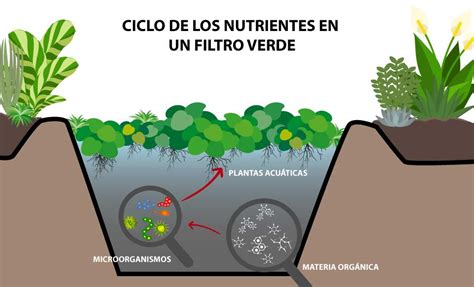 Diagrama de un filtro verde con plantación forestal
