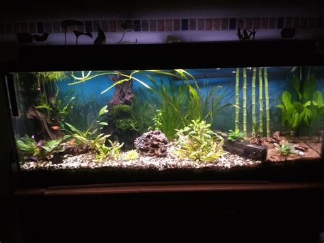 Acuario comunitario de 120 litros con plantas y peces