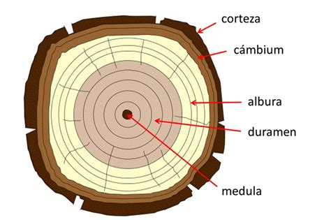 Imagen de un corte transversal de una rama de árbol mostrando la estructura de la xilema