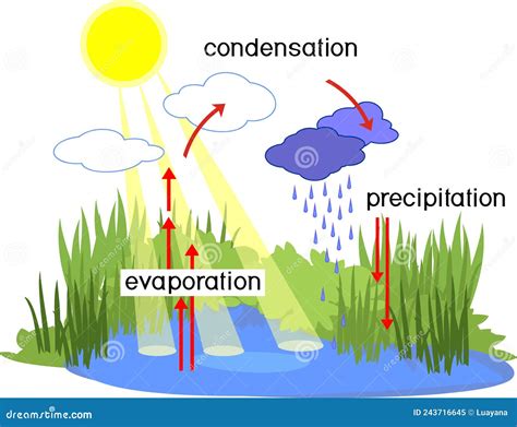 Diagrama del ciclo del agua mostrando evaporación, condensación y precipitación