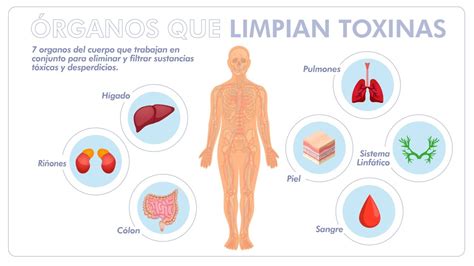 Infografía sobre las fuentes de toxinas en el cuerpo
