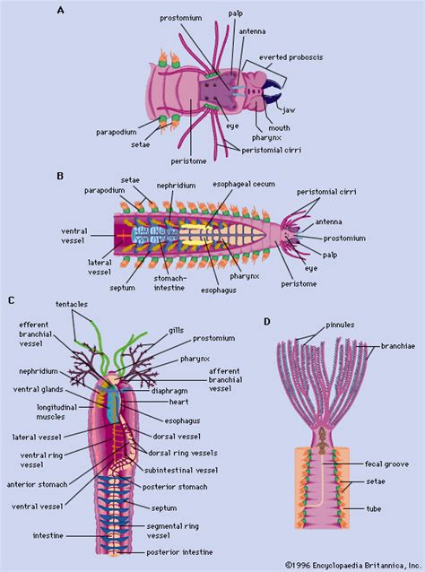 Annelida Polychaeta structure