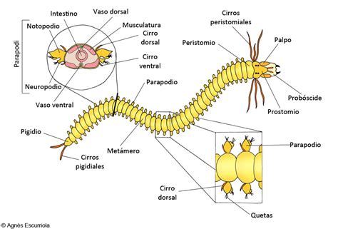 Diagrama de un gusano poliqueto filtrador