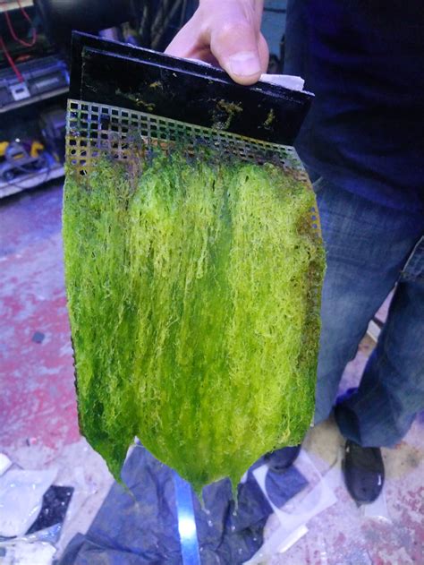 Instalación casera de un Algae Scrubber