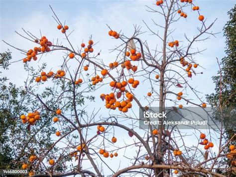 Frutas de caqui maduras en un árbol